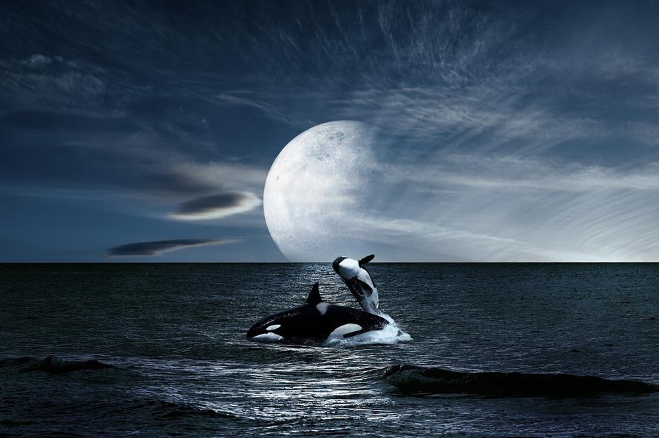 Whales And The Moon jigsaw puzzle